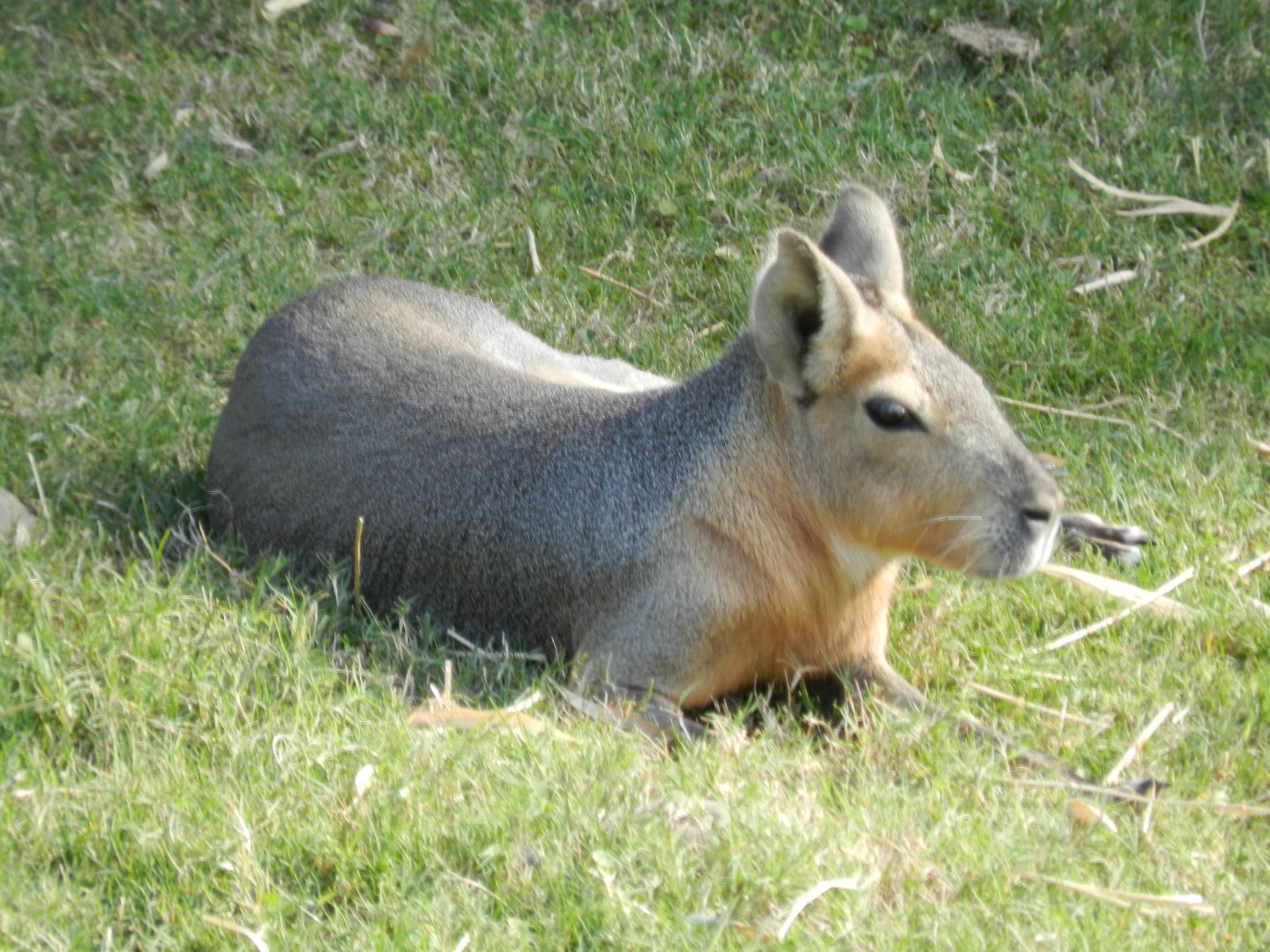 Mara, Patagonia - Temaiken