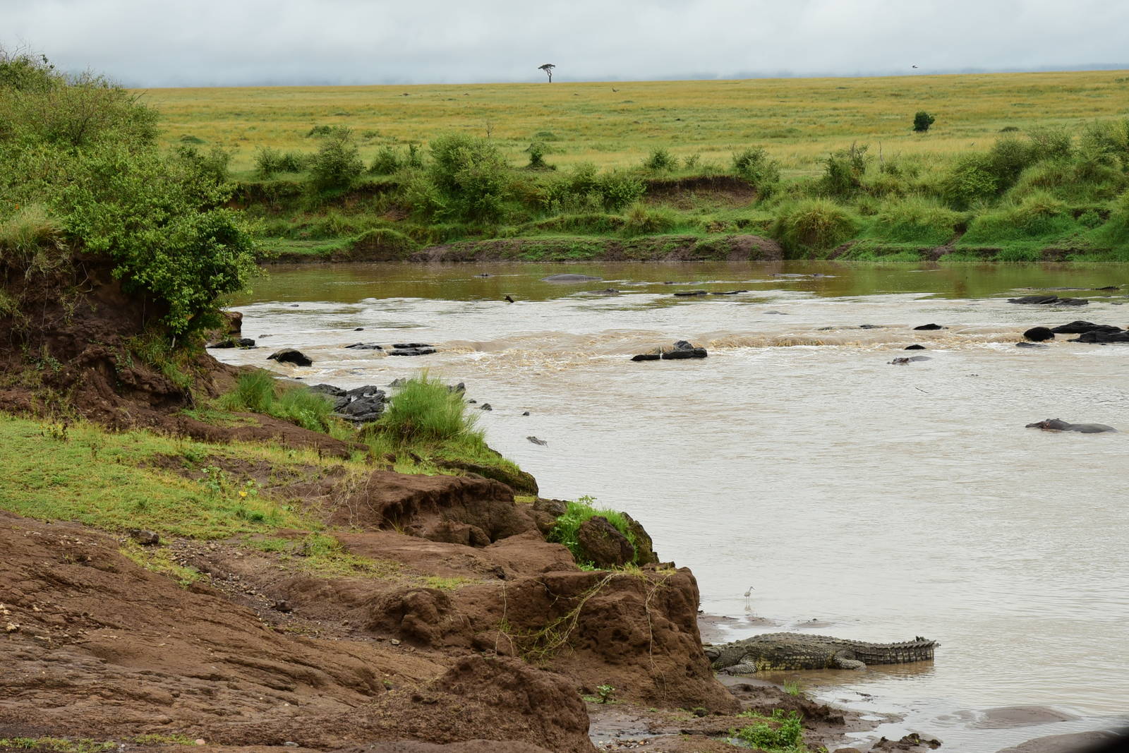 Mara River (crocodile in foreground, hippos background) - Masai Mara