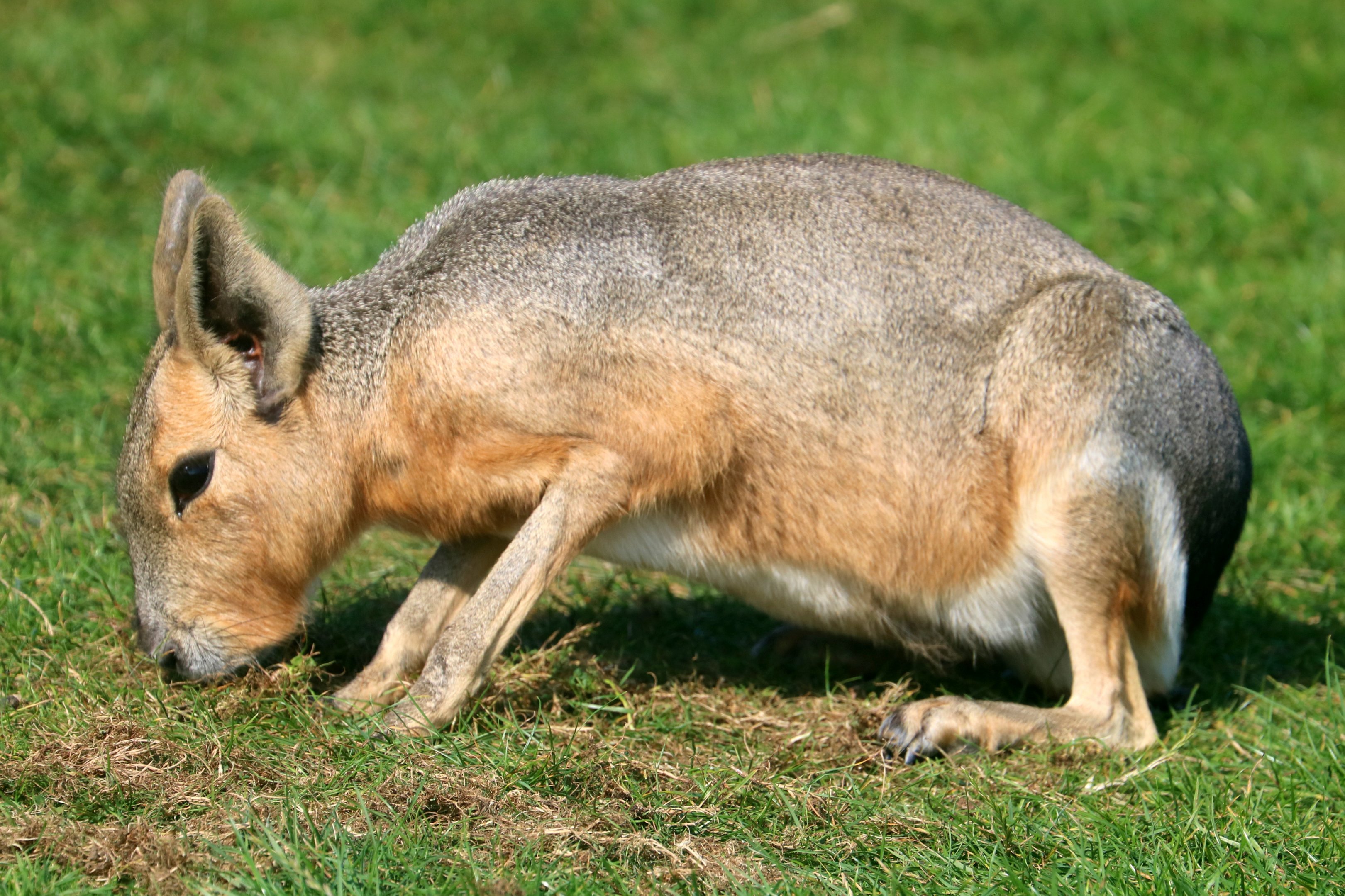 Mara; Whipsnade; 22nd September 2021