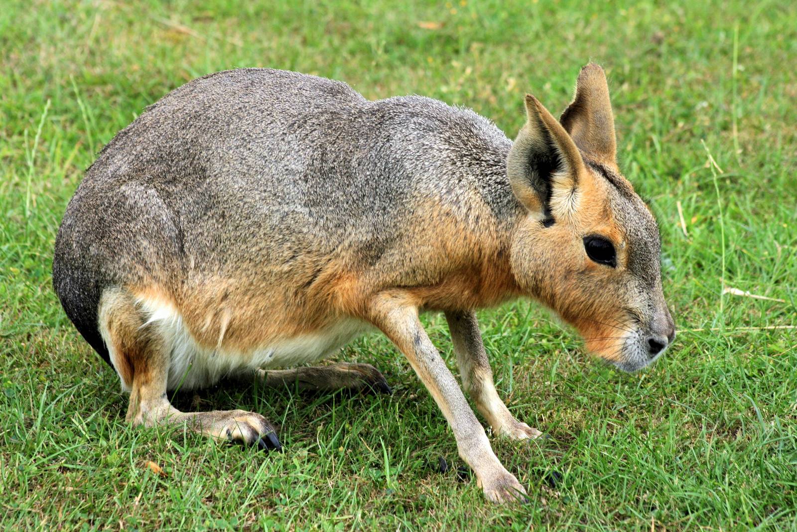 Mara;Whipsnade; 27th July 2013