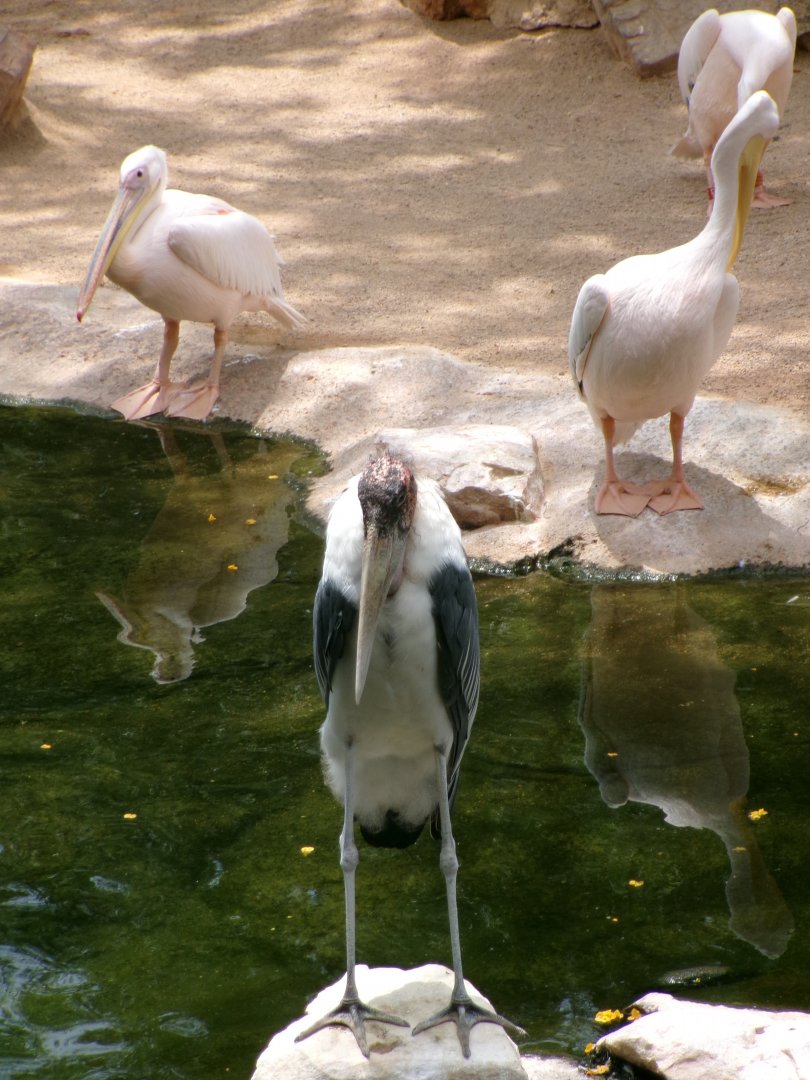 Marabou and great white pelicans