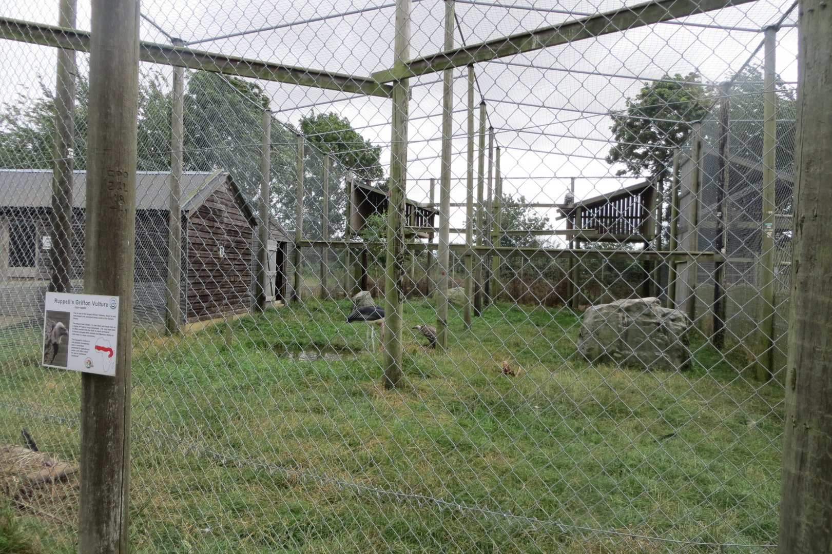 Marabou and griffon vulture aviary 100819