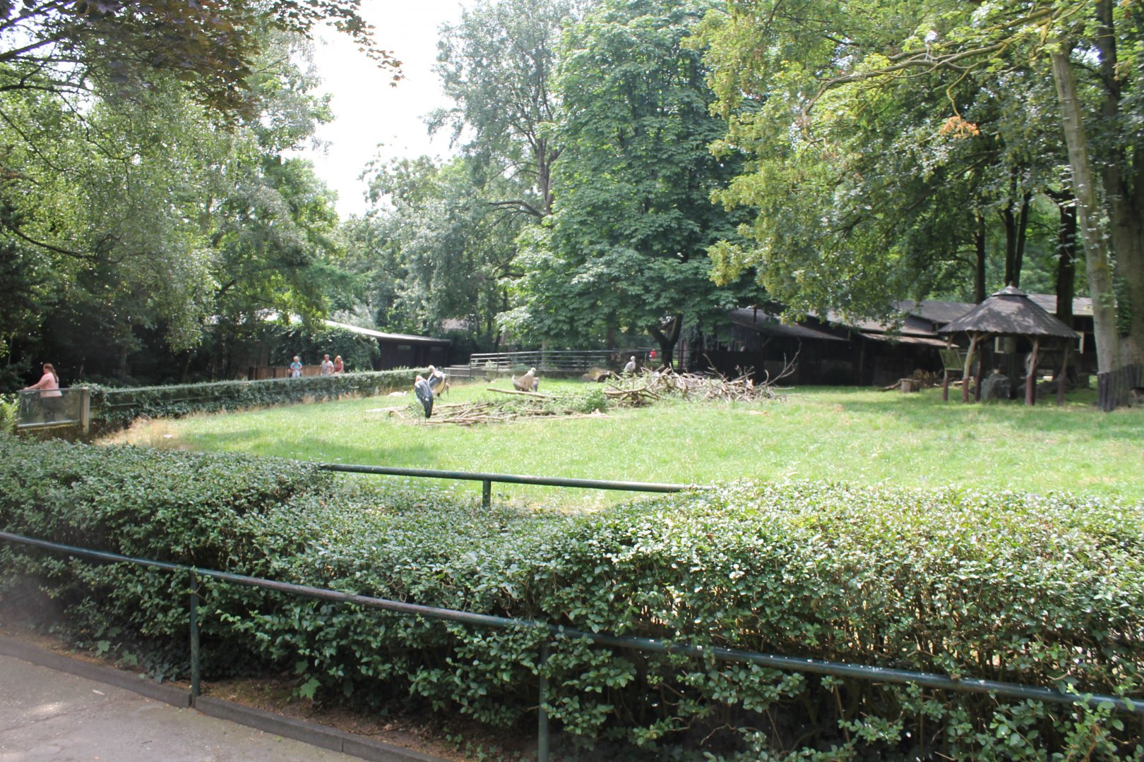 Marabou and Vulture enclosure