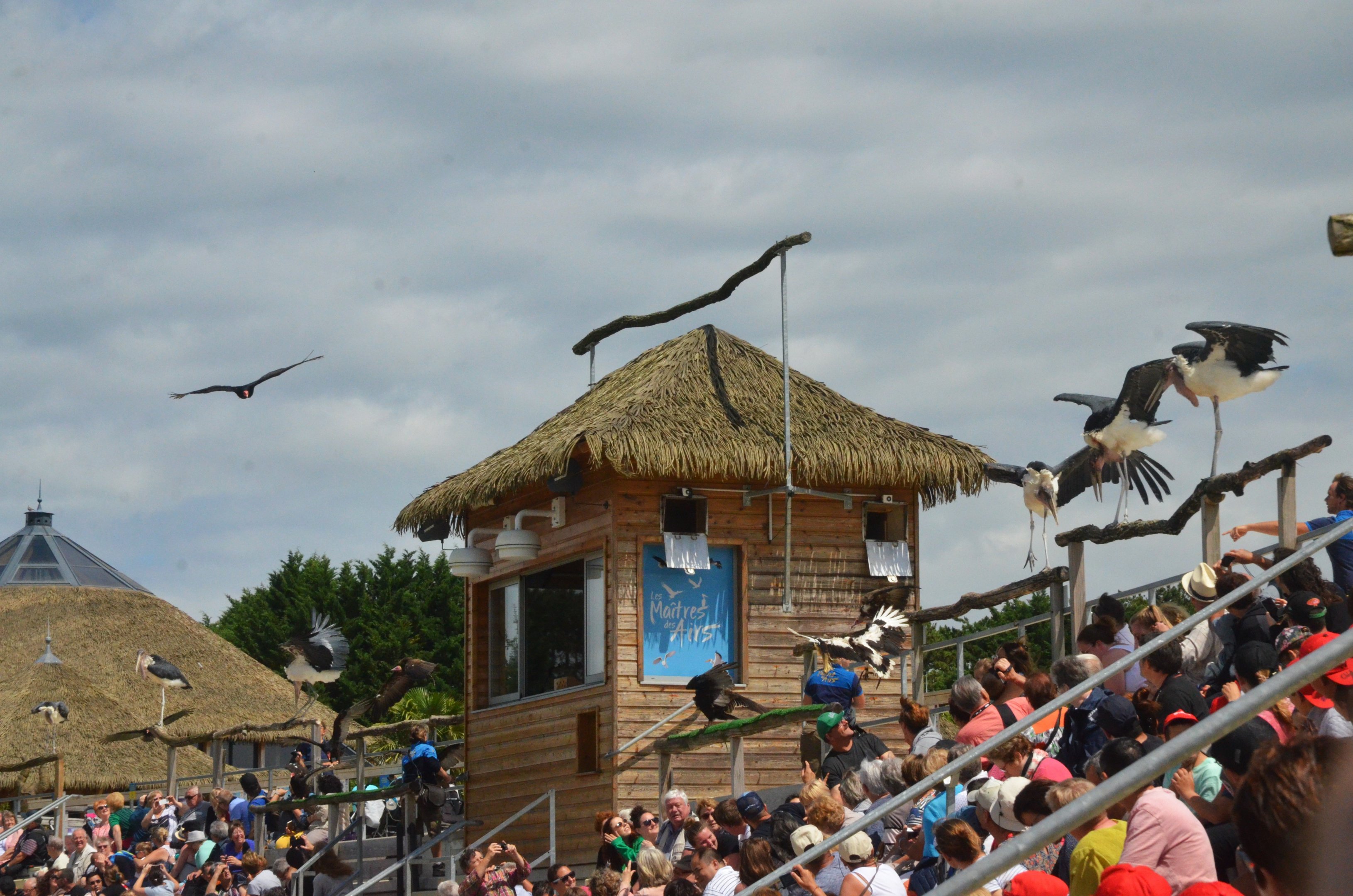 Marabou and Vultures - Les Maîtres des Airs at Beauval, 12/06/18