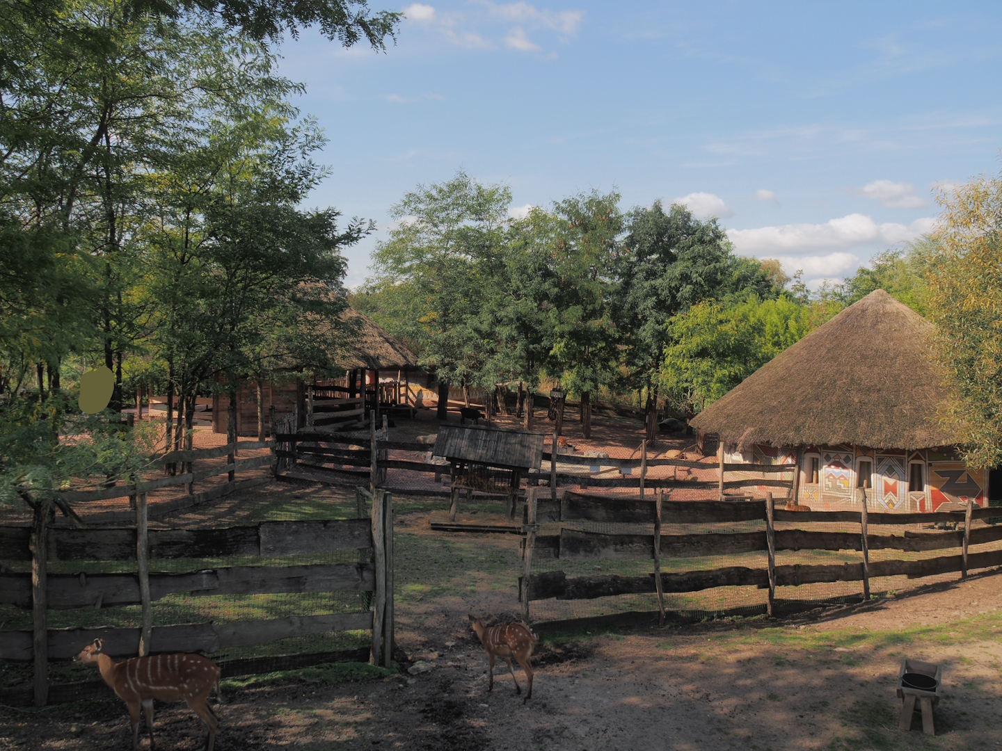 Marabou and Western sitatunga separation paddock and themed barn, 2024-09-17