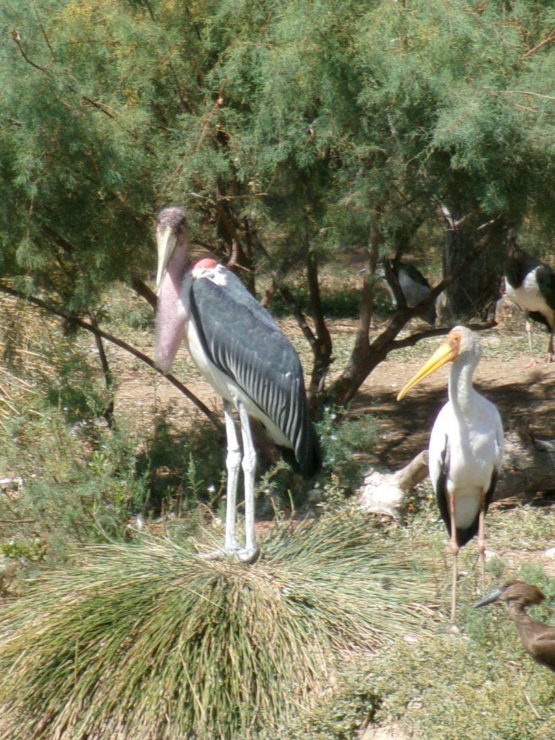 Marabou and yellow-billed stork