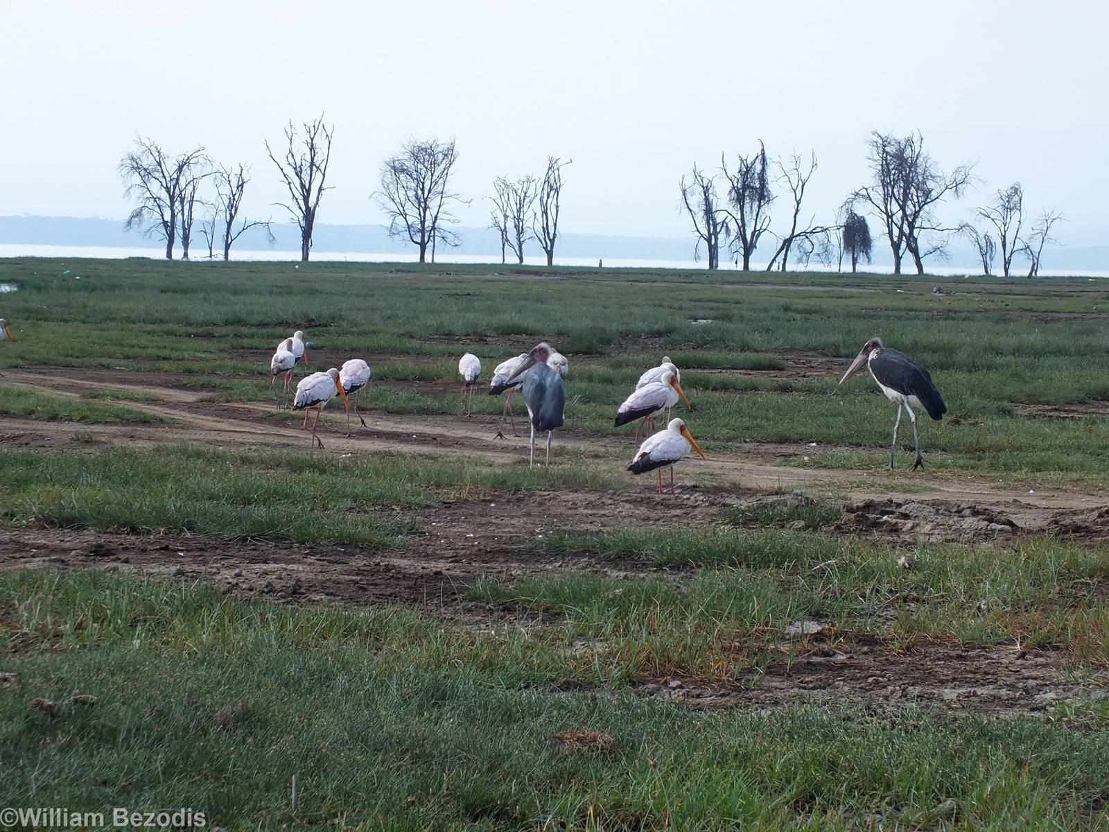 Marabou and Yellow-billed Storks - Lake Nakuru