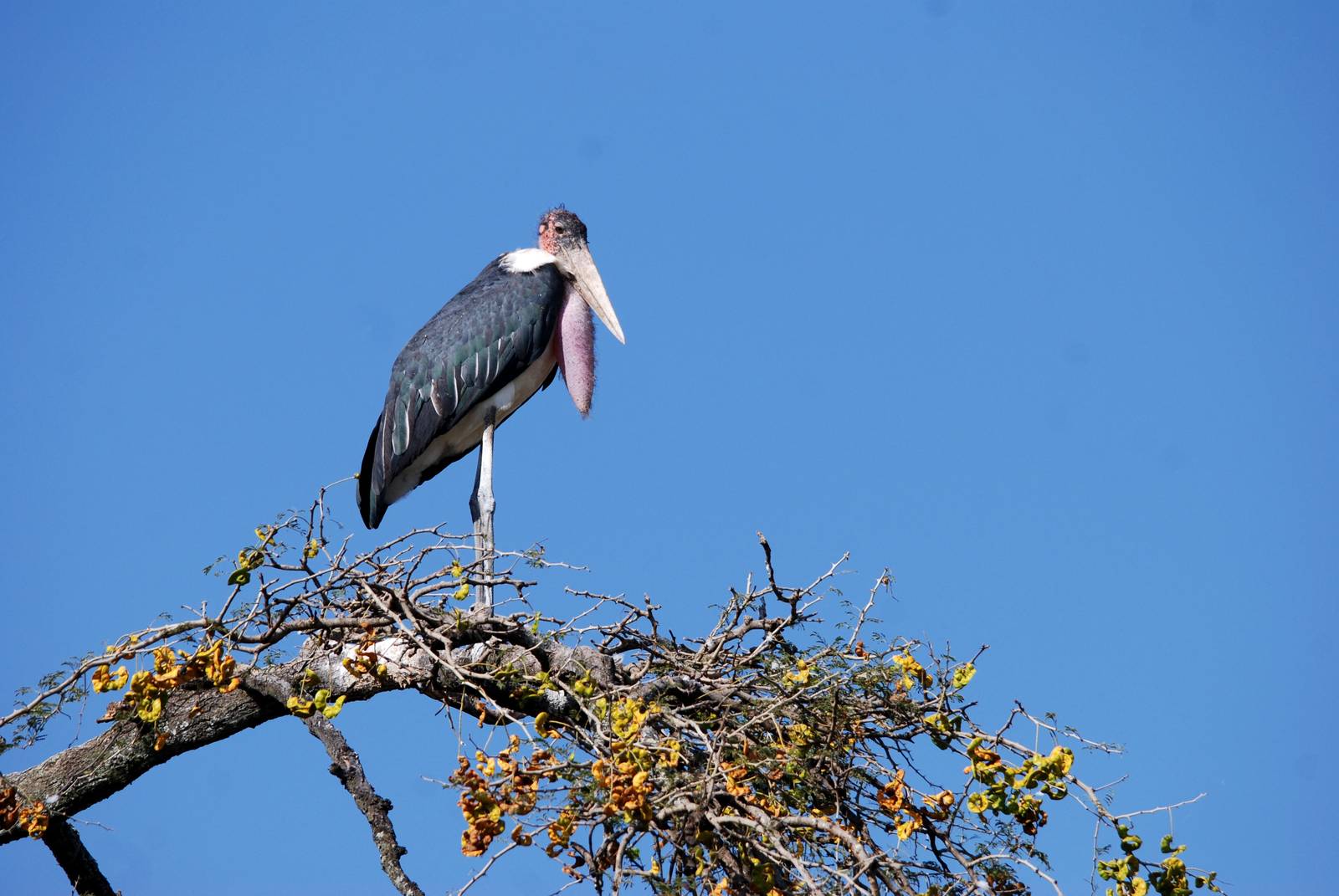 Marabou at Hawassa, 16/10/14