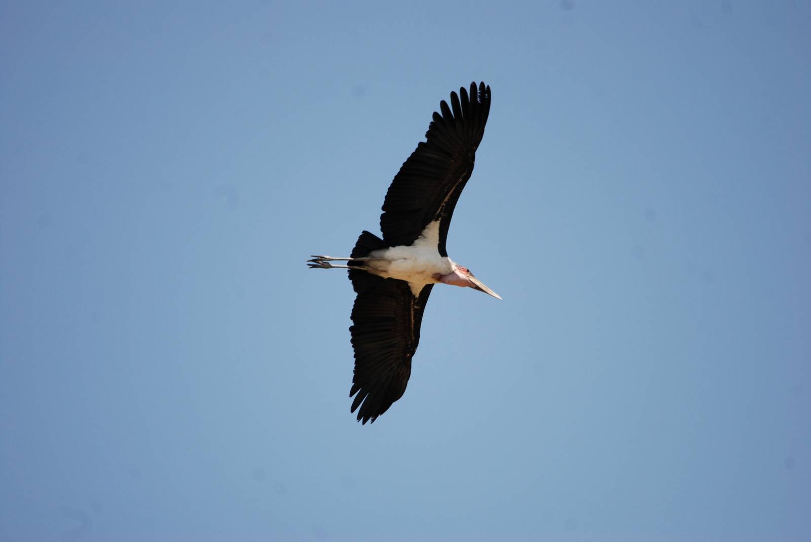 Marabou at Lake Koka, 13/10/14