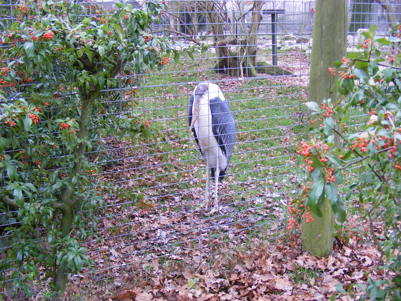 Marabou at Marwell Wildlife, 29 January 2011