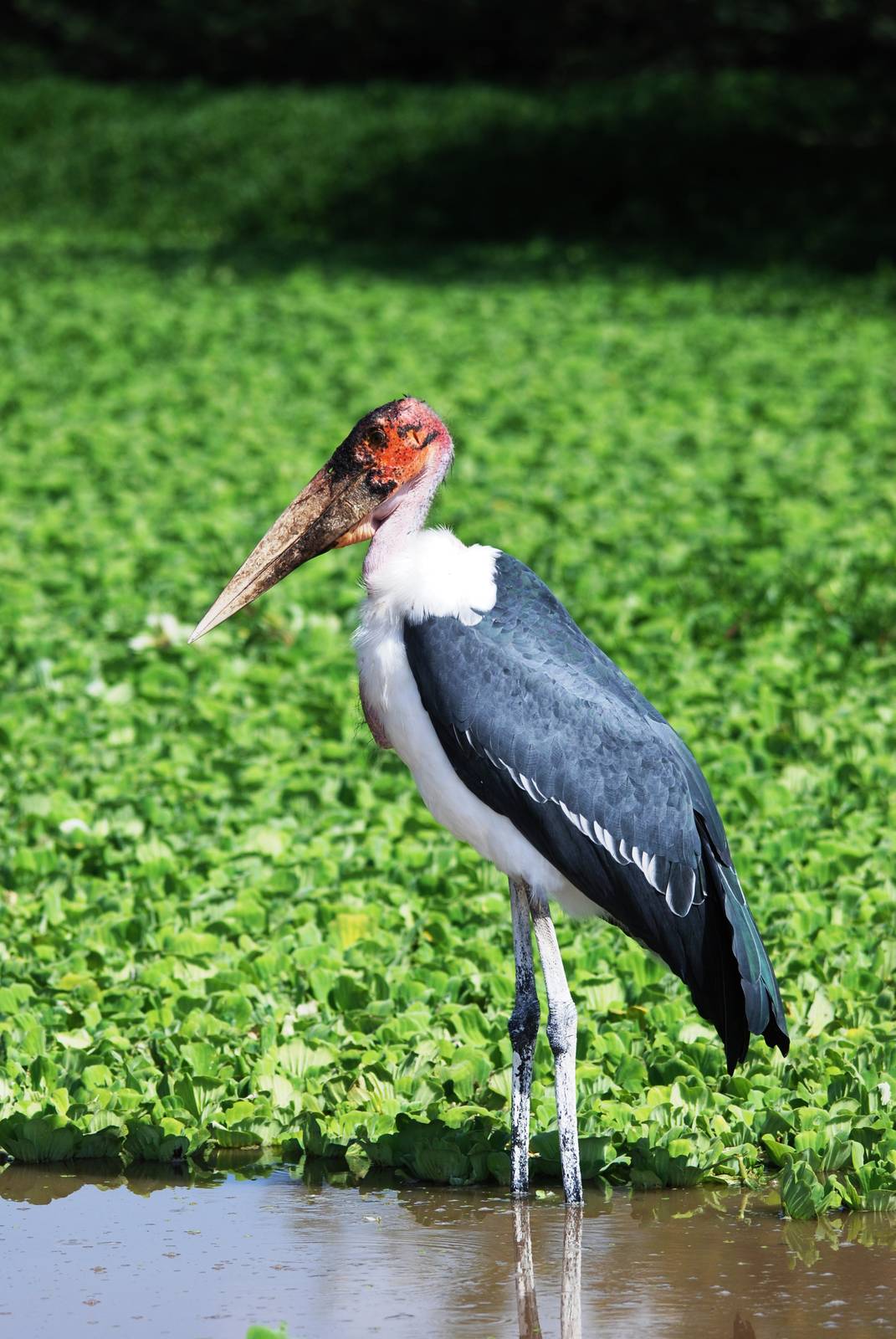 Marabou at Ziway, 13/10/14