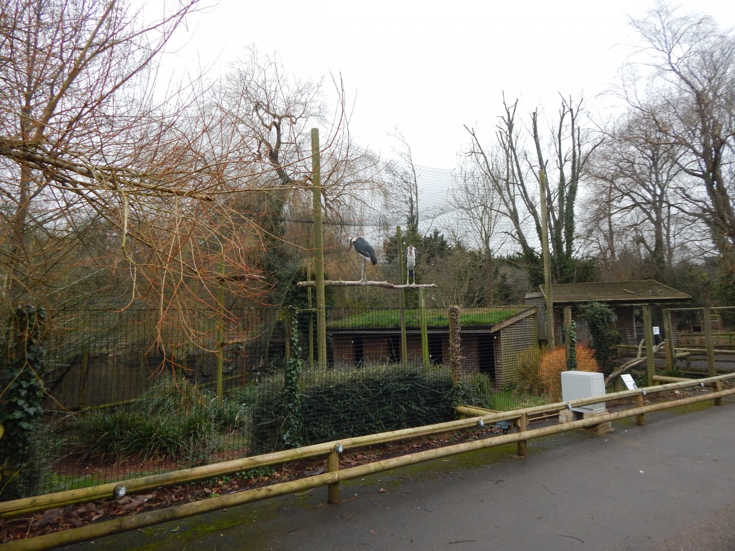 Marabou aviary 050224