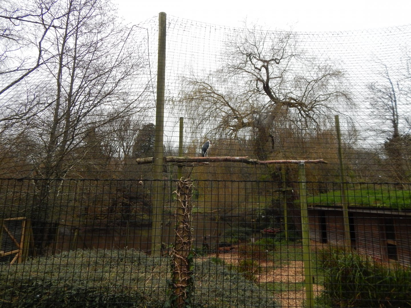 Marabou aviary 111224