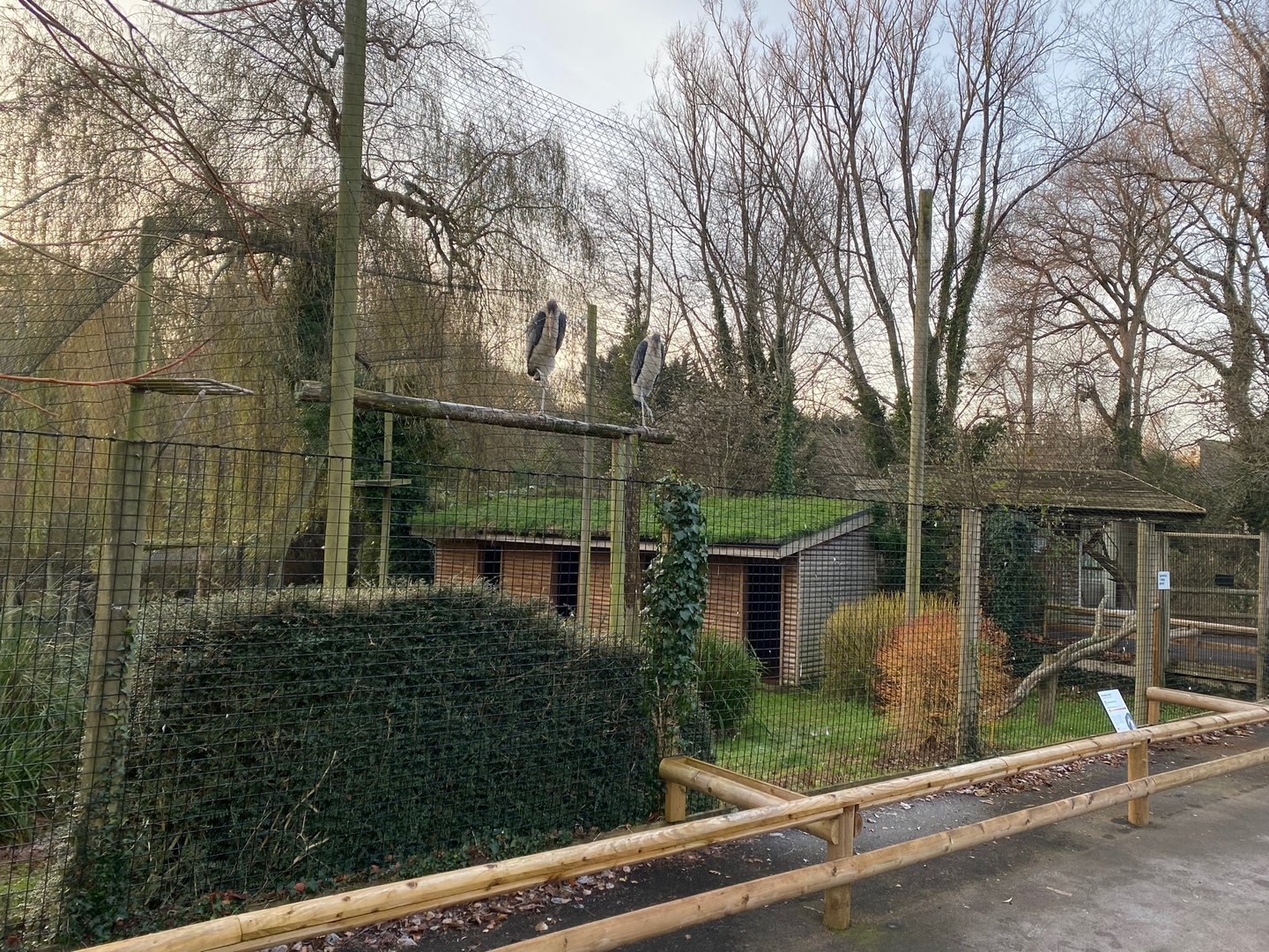 Marabou aviary 161222