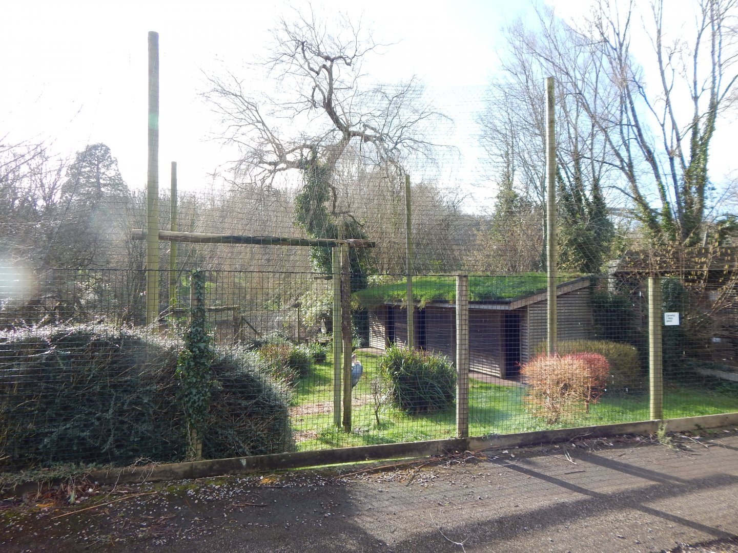 Marabou aviary 240222