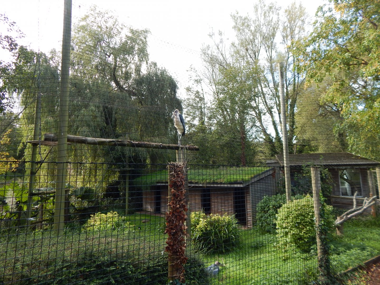 Marabou aviary 290923