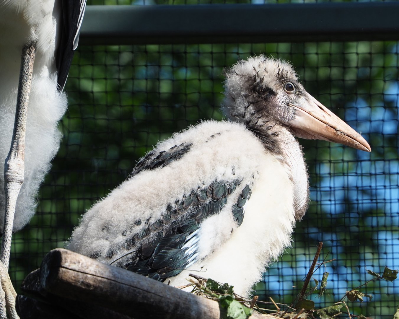 Marabou chick (Leptoptilos crumenifer), 2021-07-17
