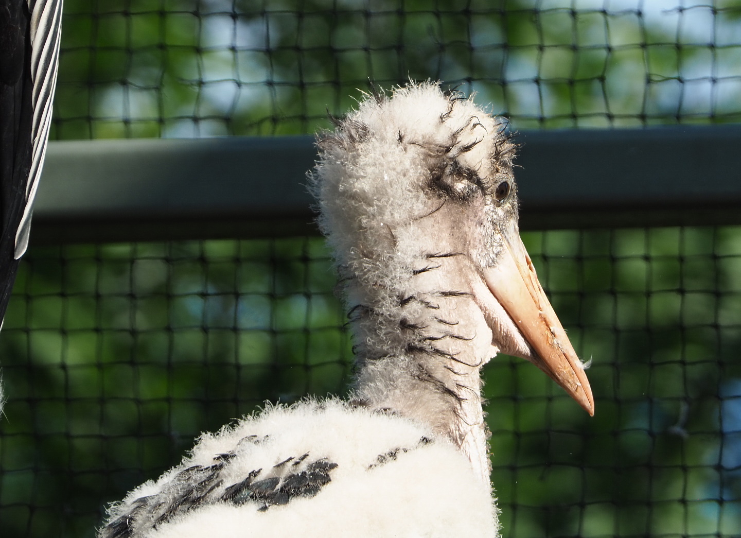 Marabou chick (Leptoptilos crumenifer), 2021-07-17
