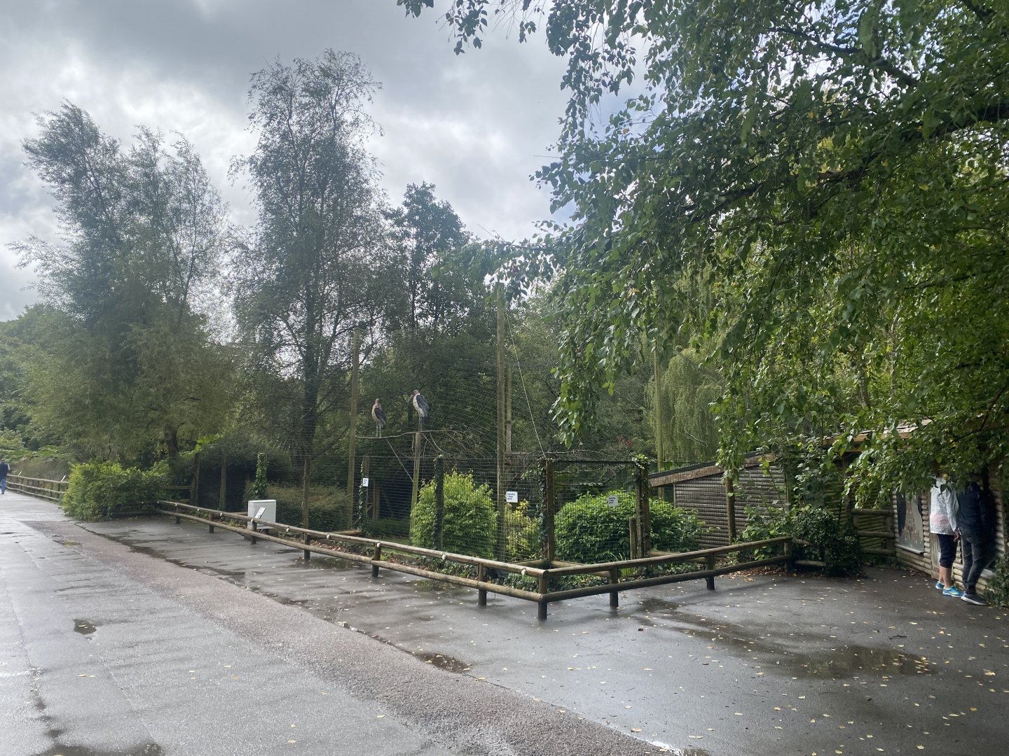 Marabou enclosure 030925