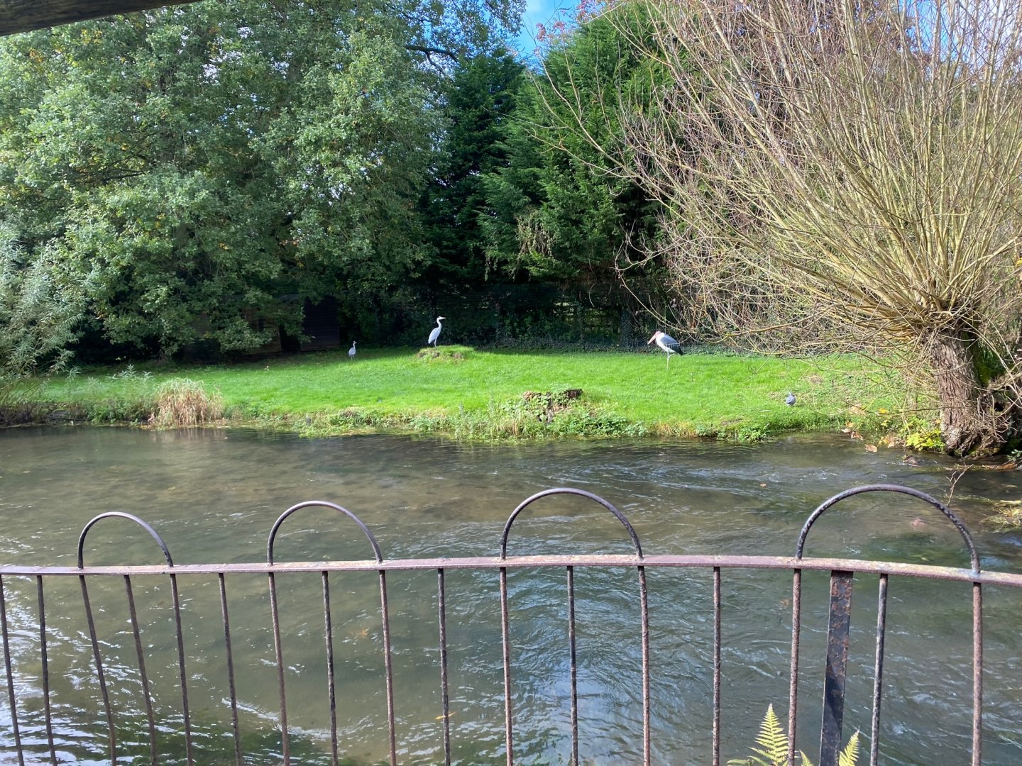 Marabou enclosure 241023