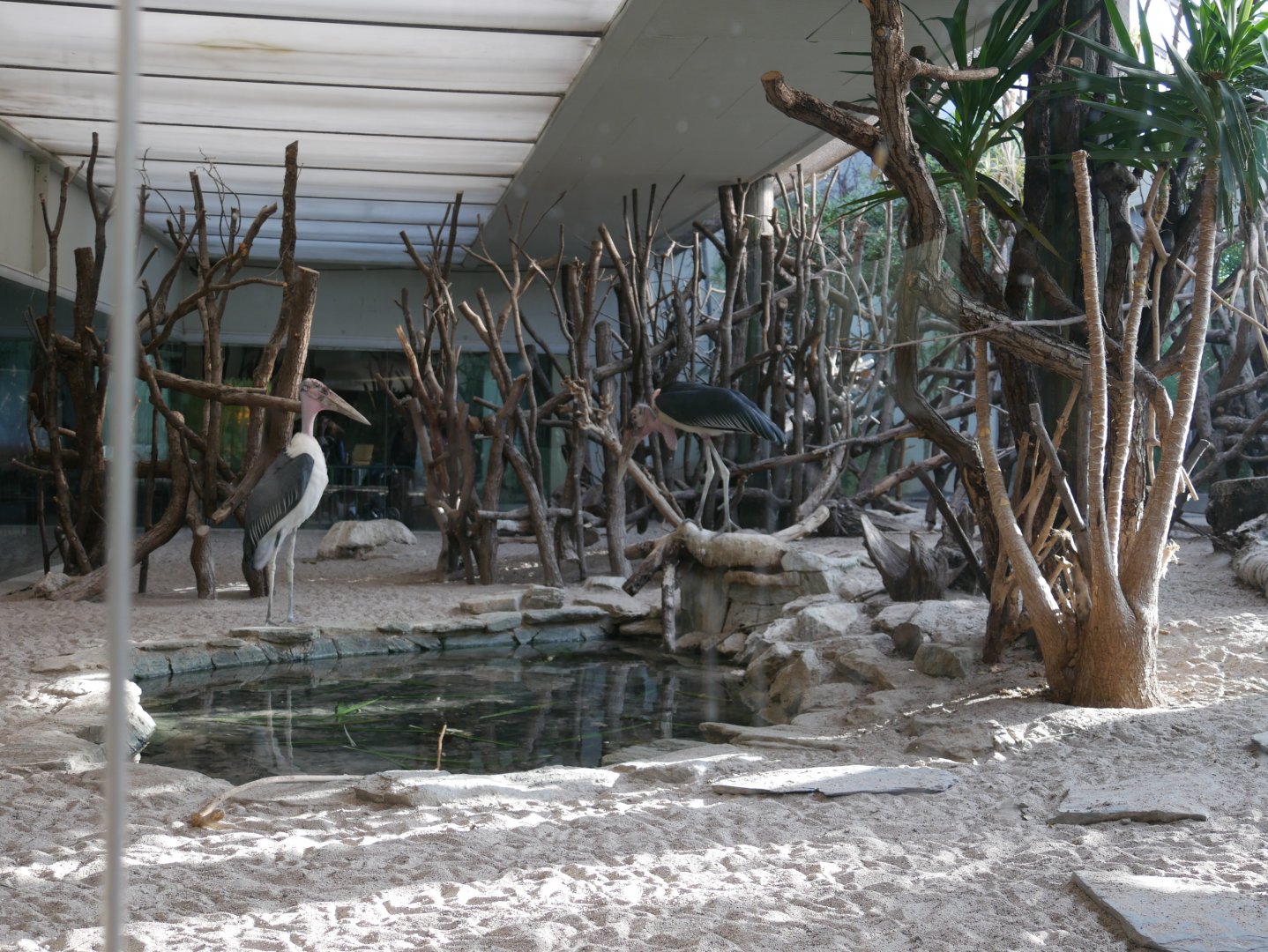 Marabou enclosure in the bird house (January 2019)