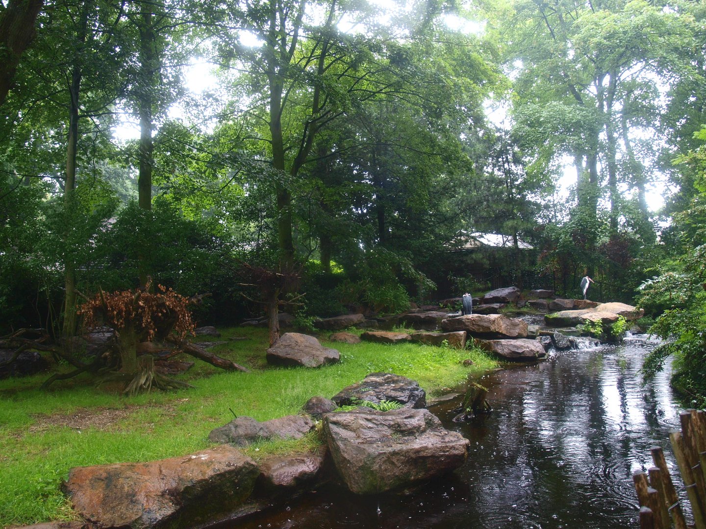 Marabou exhibit, 2015-07-19