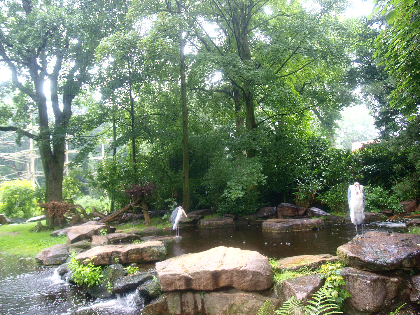 Marabou exhibit, 2015-07-19