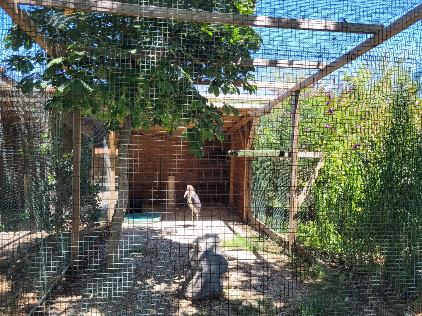 Marabou exhibit -Sendaviva (2024)