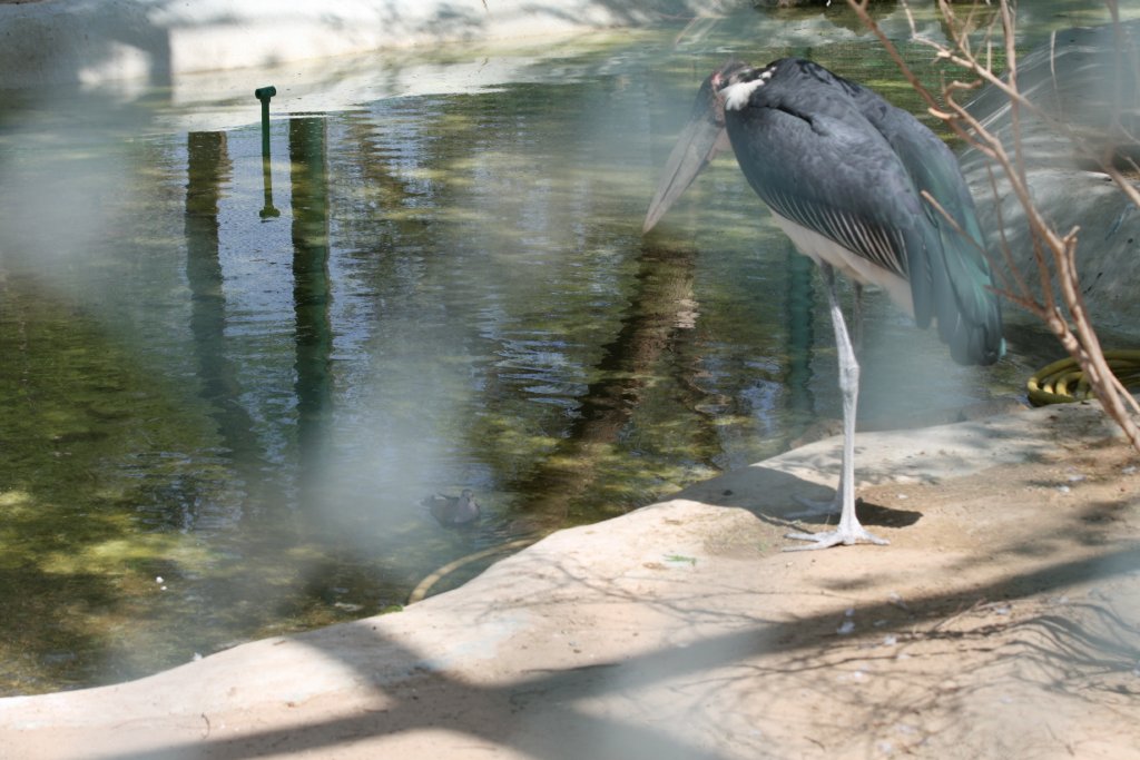 Marabou eyeing off a meal