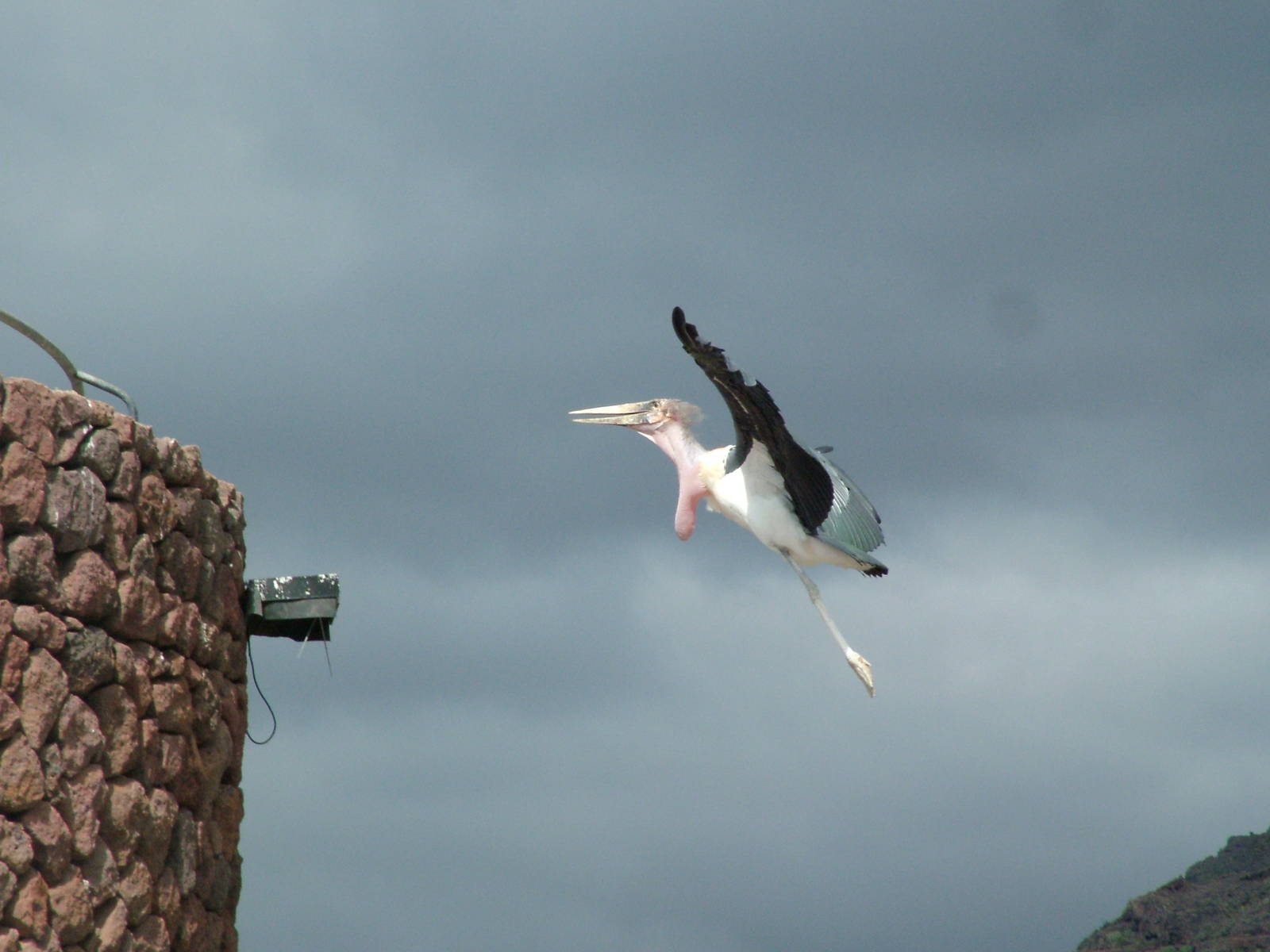 Marabou in Flight: Bird Show at Jungle Park (Las Aguilas), 13/11/10