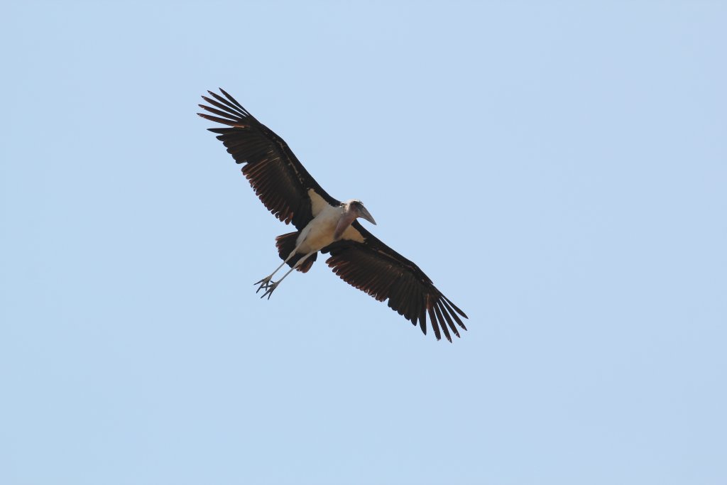 Marabou in flight - wild bird