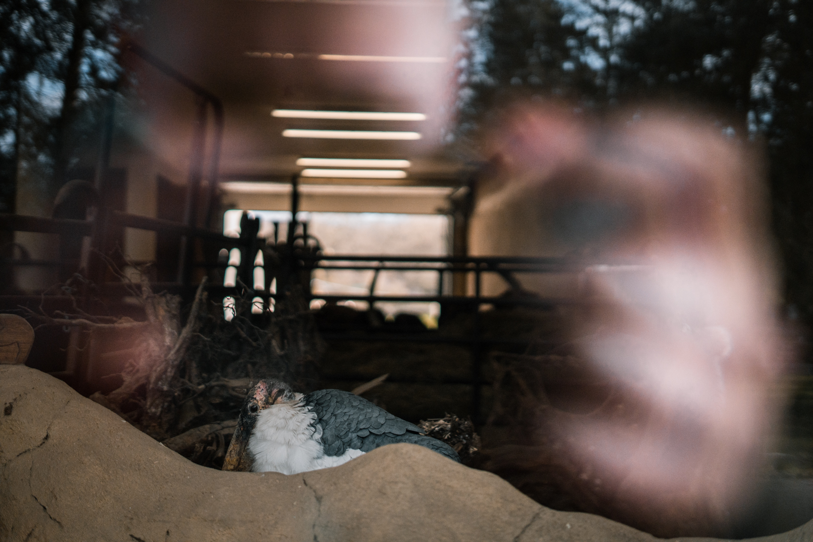 Marabou in the Africa house