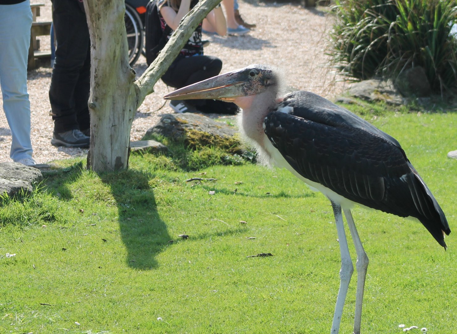 Marabou in the Bird show