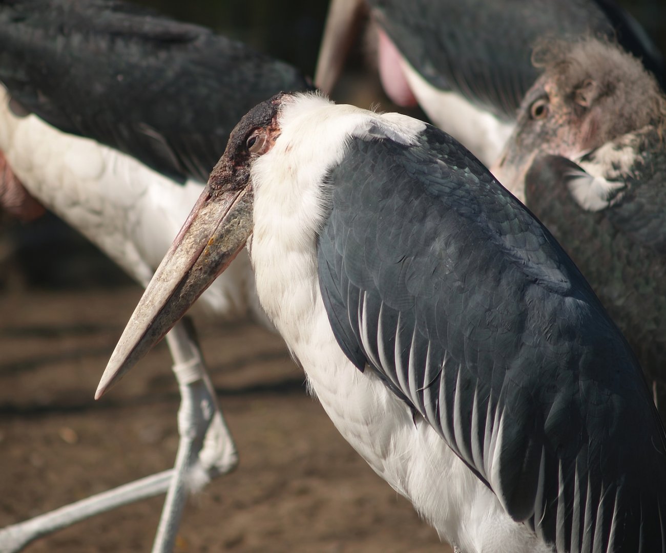 Marabou (Leptoptilos crumenifer), 2007-04-01
