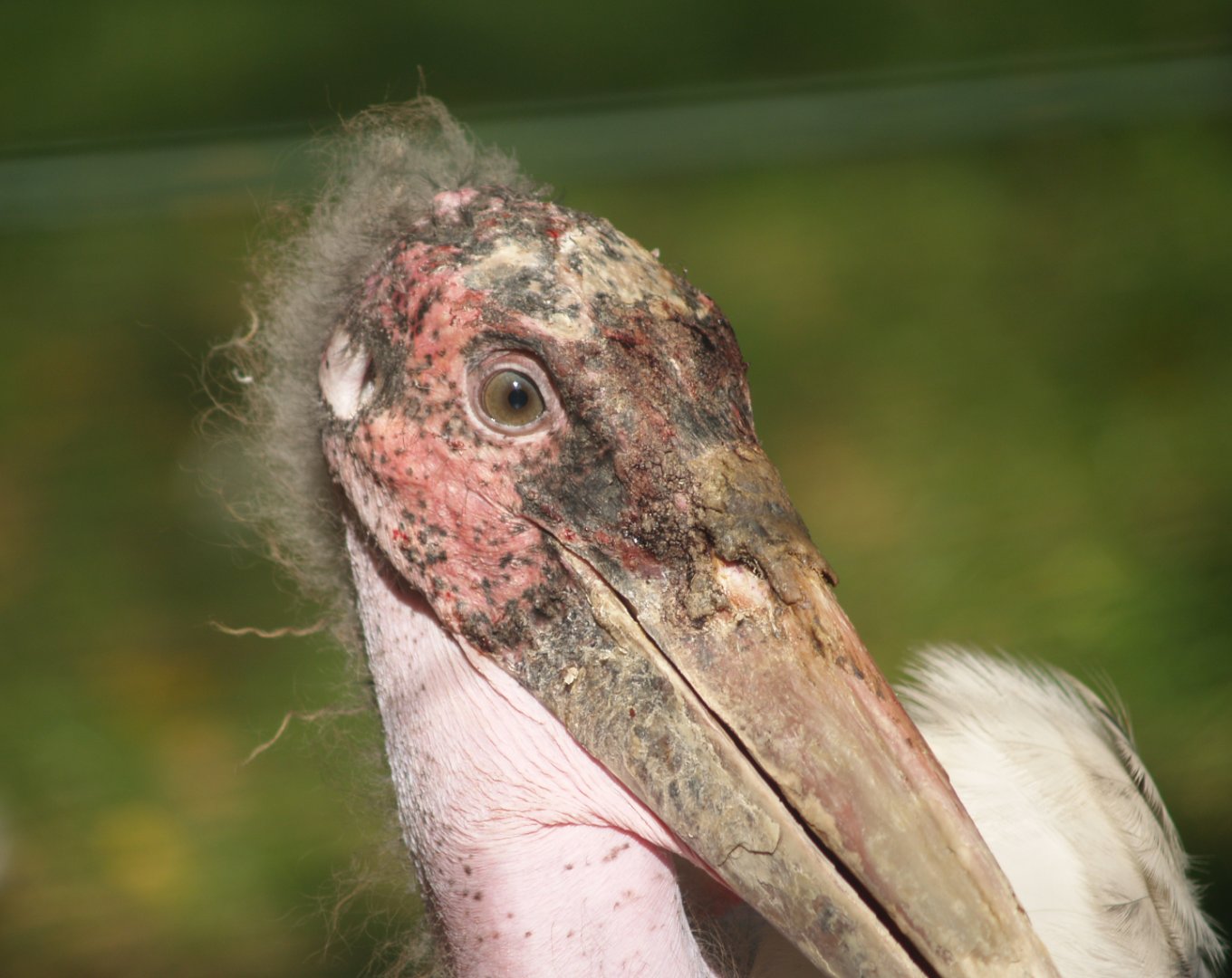 Marabou (Leptoptilos crumenifer), 2007-09-23