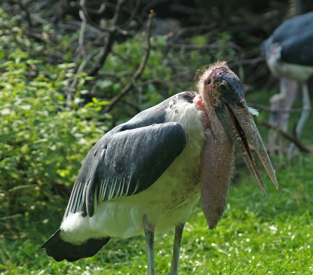Marabou (Leptoptilos crumenifer), 2008-08-06