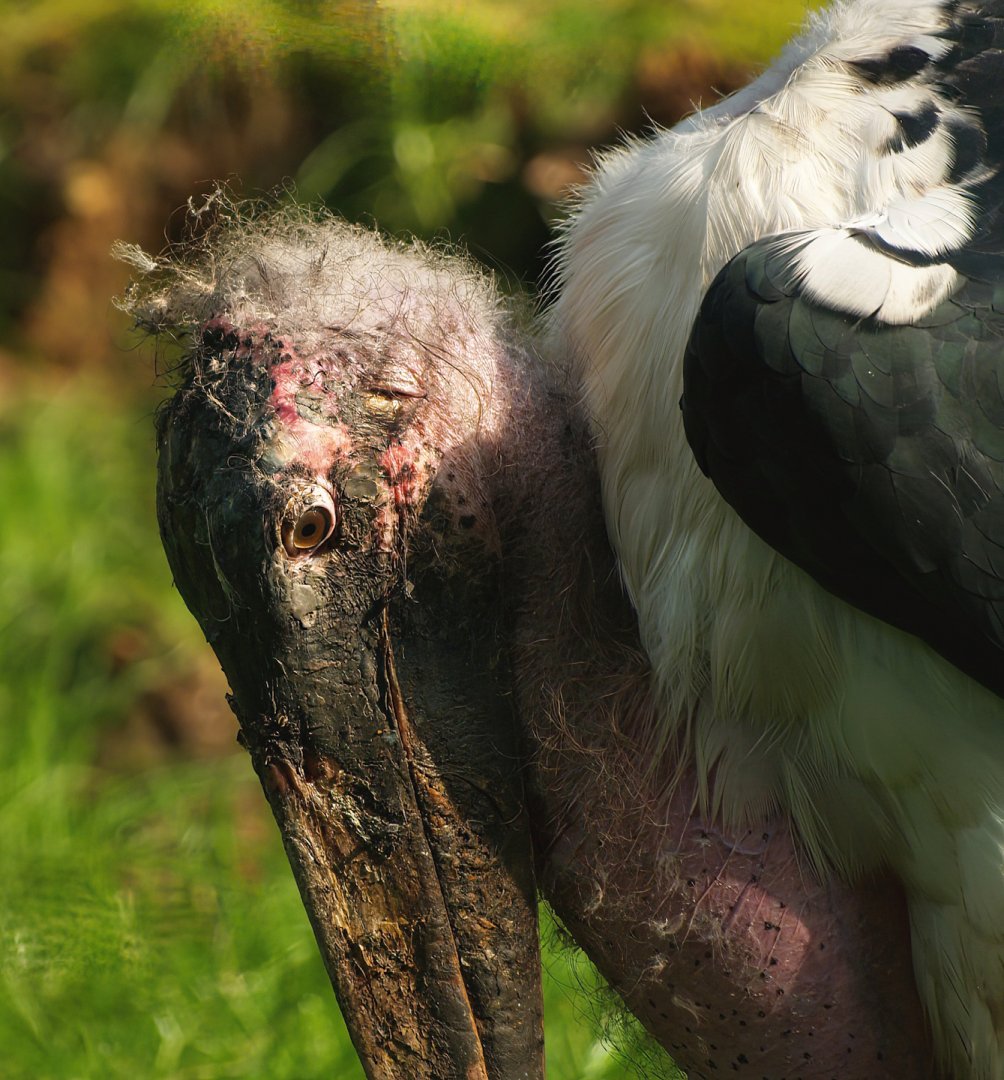Marabou (Leptoptilos crumenifer), 2008-08-06