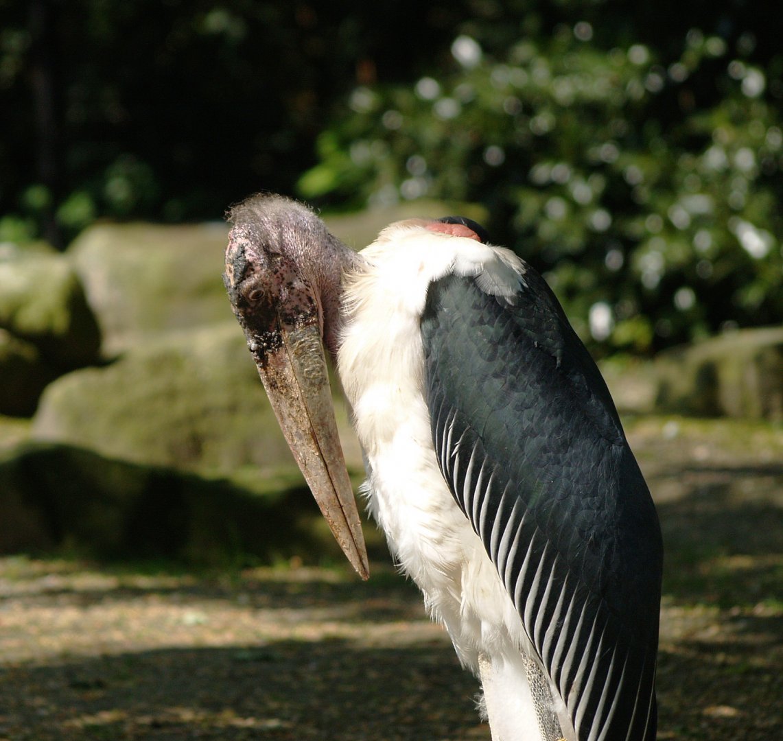 Marabou (Leptoptilos crumenifer), 2009-04-19