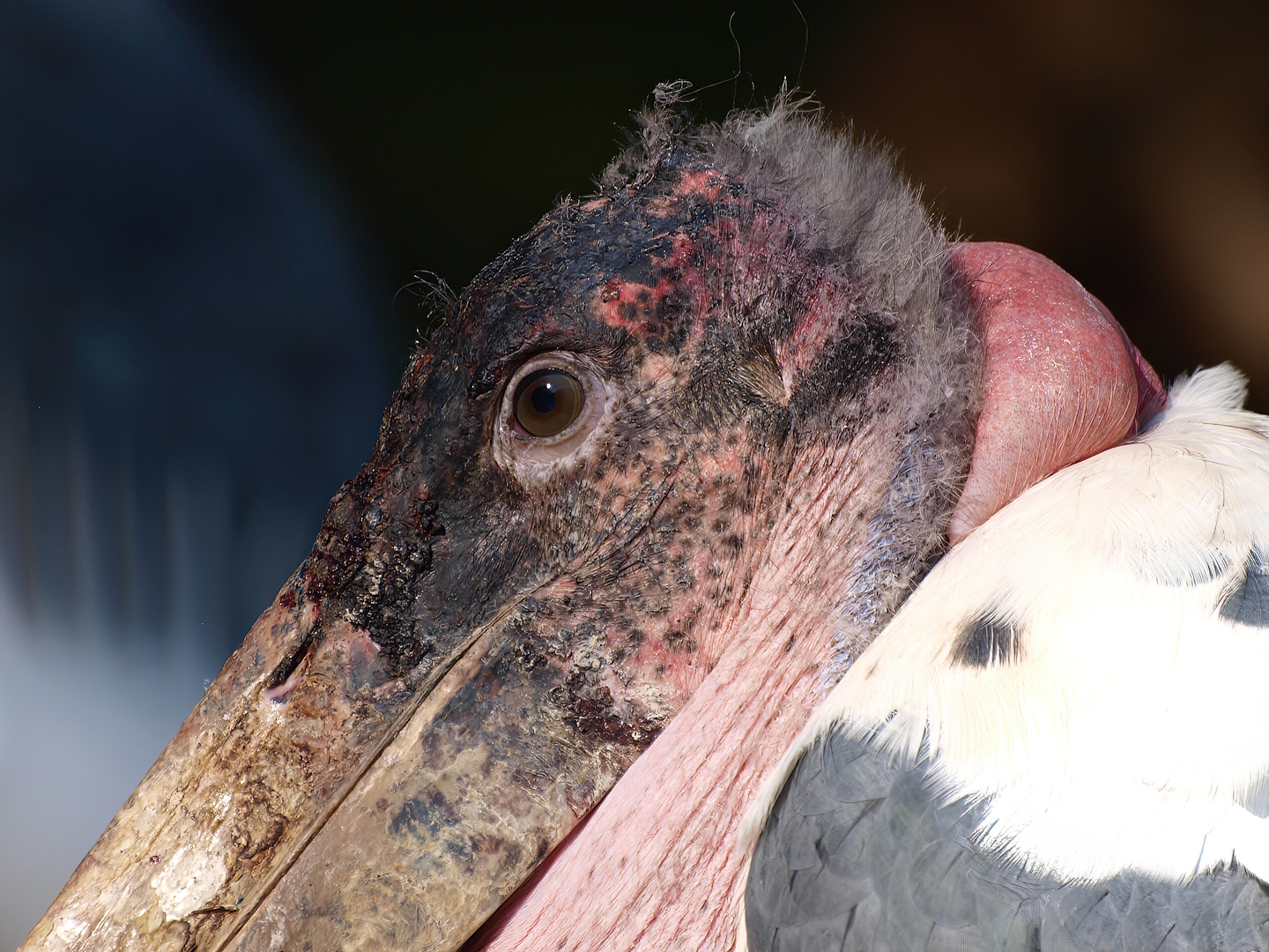 Marabou (Leptoptilos crumenifer), 2014-10-19