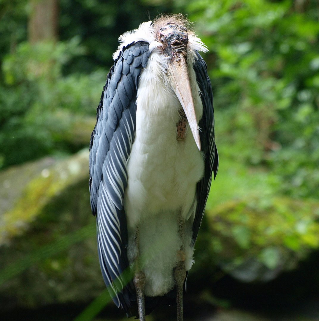 Marabou (Leptoptilos crumenifer), 2015-07-19