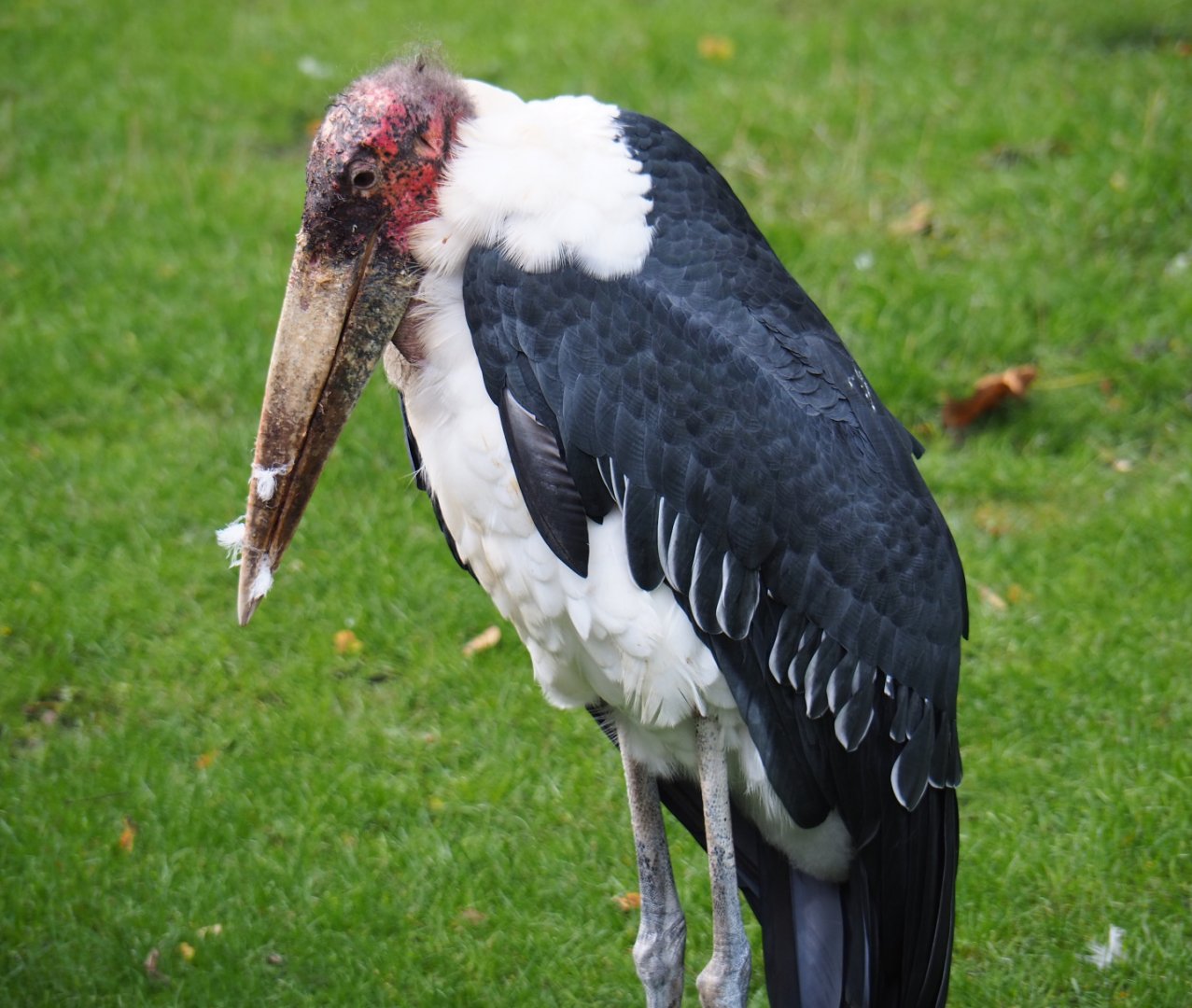 Marabou (Leptoptilos crumenifer), 2019-10-04