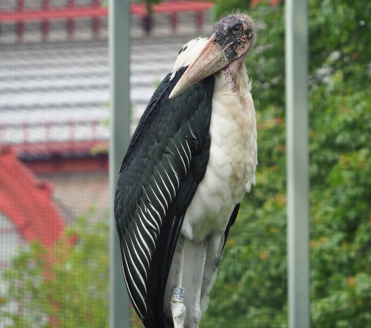 Marabou (Leptoptilos crumenifer), 2021-06-12