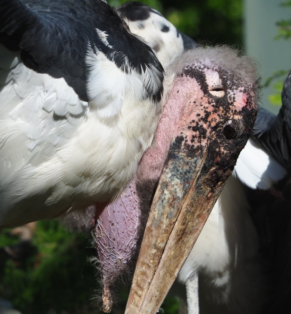 Marabou (Leptoptilos crumenifer), 2021-07-17