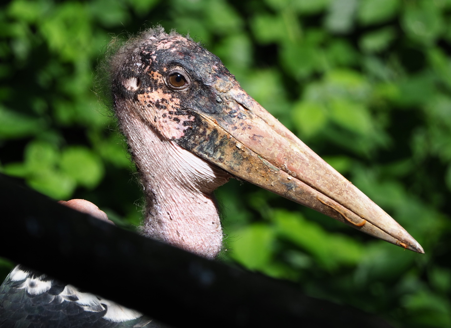 Marabou (Leptoptilos crumenifer), 2021-07-17