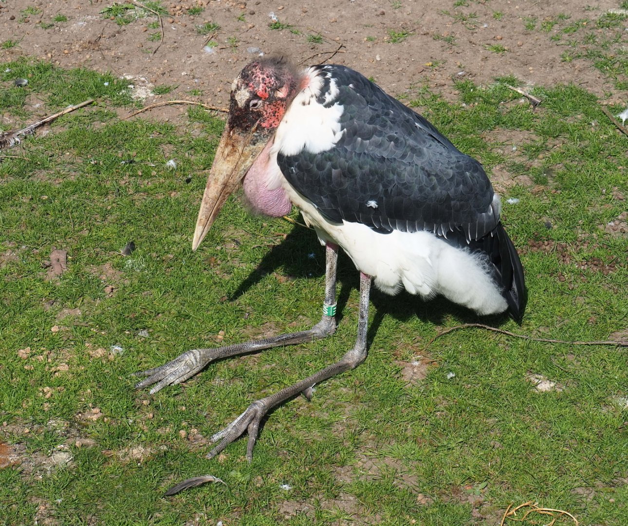Marabou (Leptoptilos crumenifer), 2021-09-02