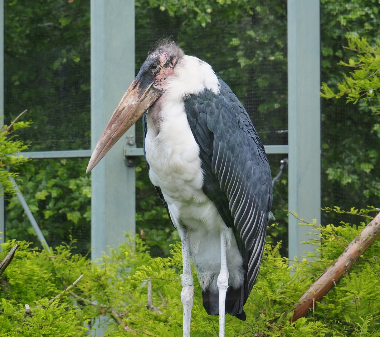 Marabou (Leptoptilos crumenifer), 2022-05-26