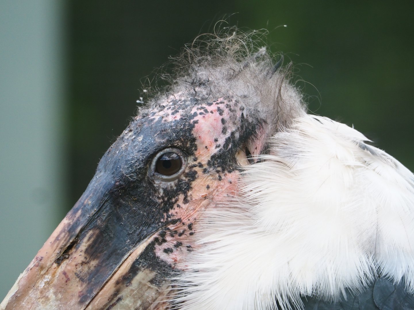 Marabou (Leptoptilos crumenifer), 2022-05-26