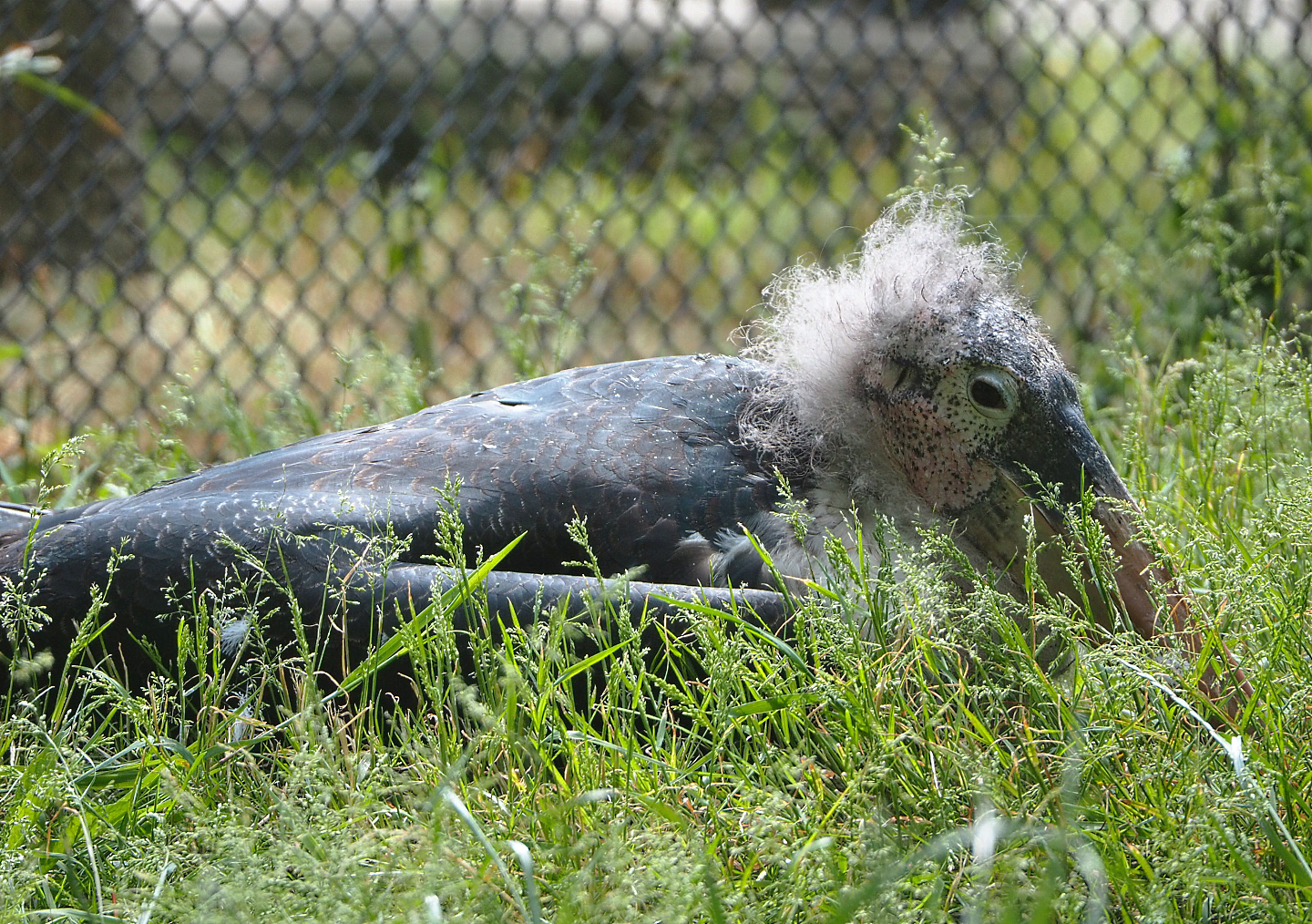 Marabou (Leptoptilos crumenifer), 2022-05-28
