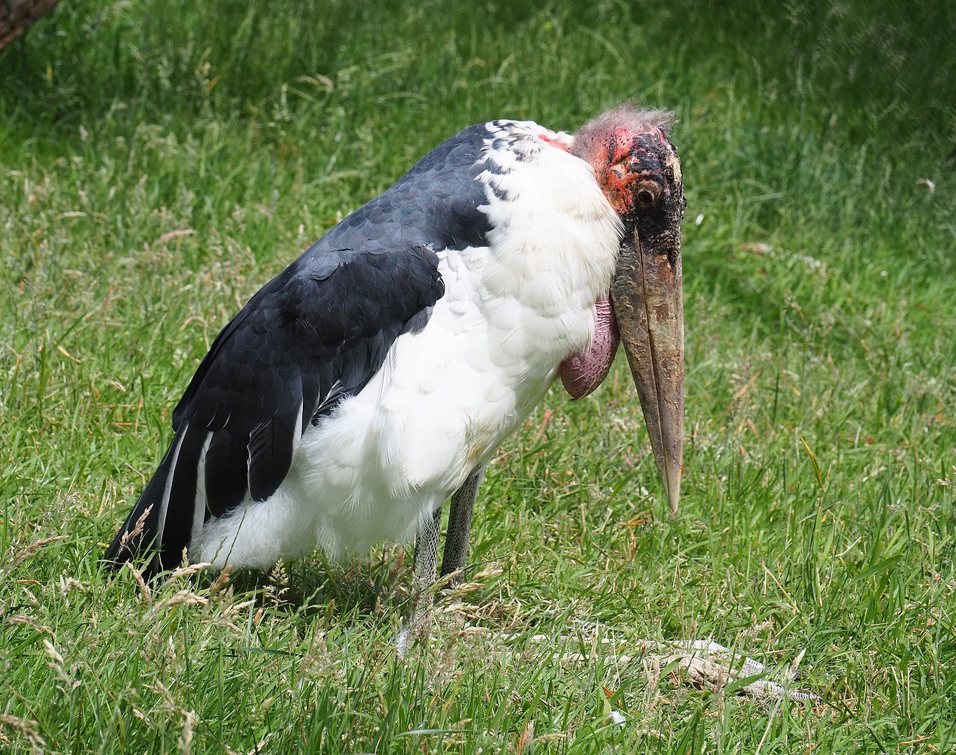 Marabou (Leptoptilos crumenifer), 2022-06-12