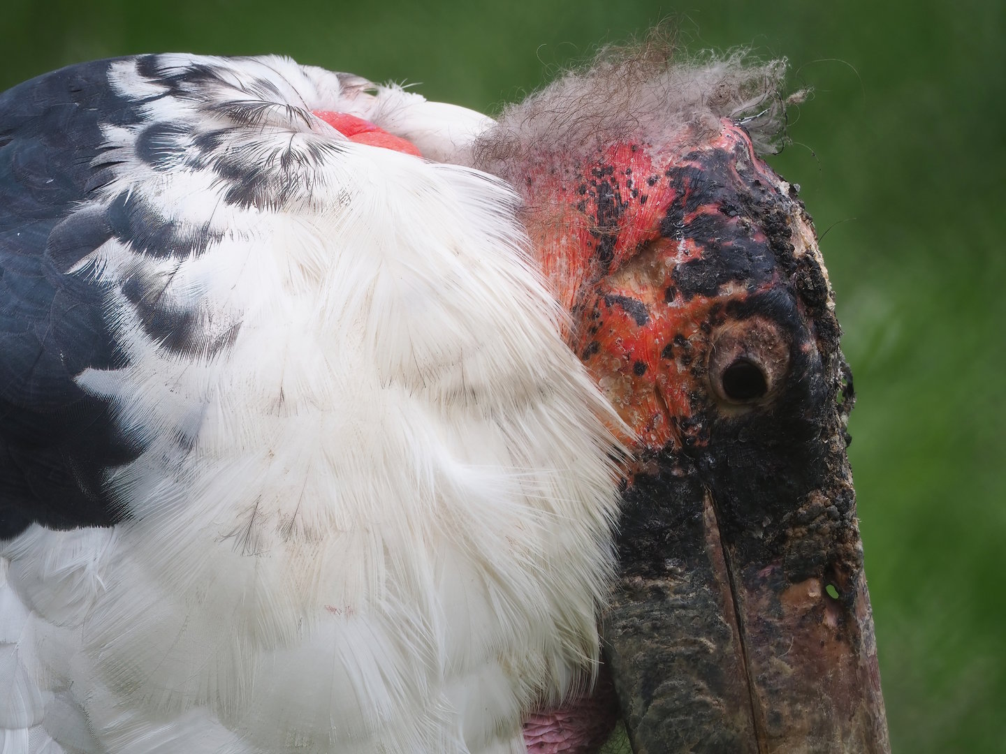 Marabou (Leptoptilos crumenifer), 2022-06-12
